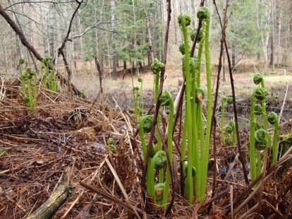 fiddleheads 