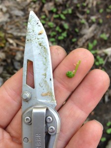 teeny fiddlehead