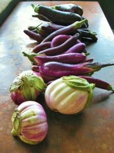 eggplant (1)